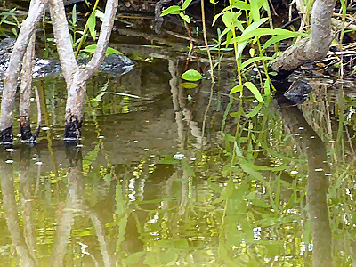 Boggy Creek-4